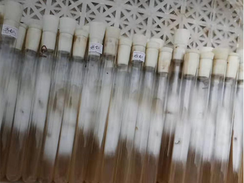 母種 (1) 母種 (1)